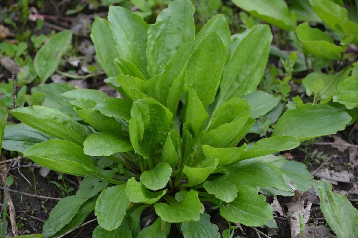 Plantain Herb Seeds 250+ Count - Medicinal Perennial Plantago Major USA