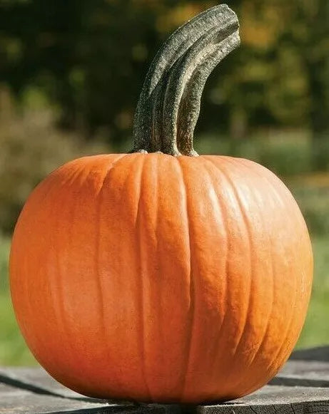 Sugar Pie Pumpkin Seeds - Baking Variety, 15+ Seeds, Cucurbita pepo