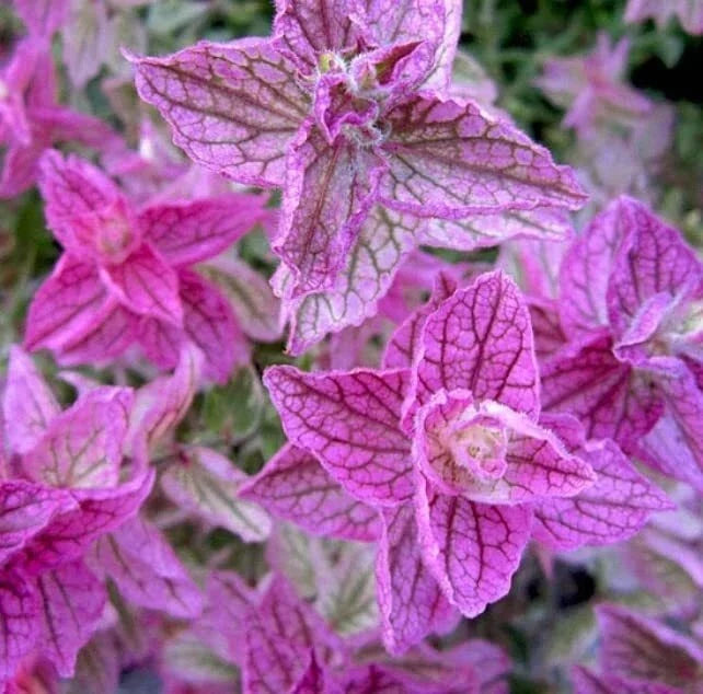 Pink Sundae Clary Sage Seeds - 30 Count, Easy to Grow Herb, Salvia sclarea, Attracts Pollinators, Culinary & Garden Herb