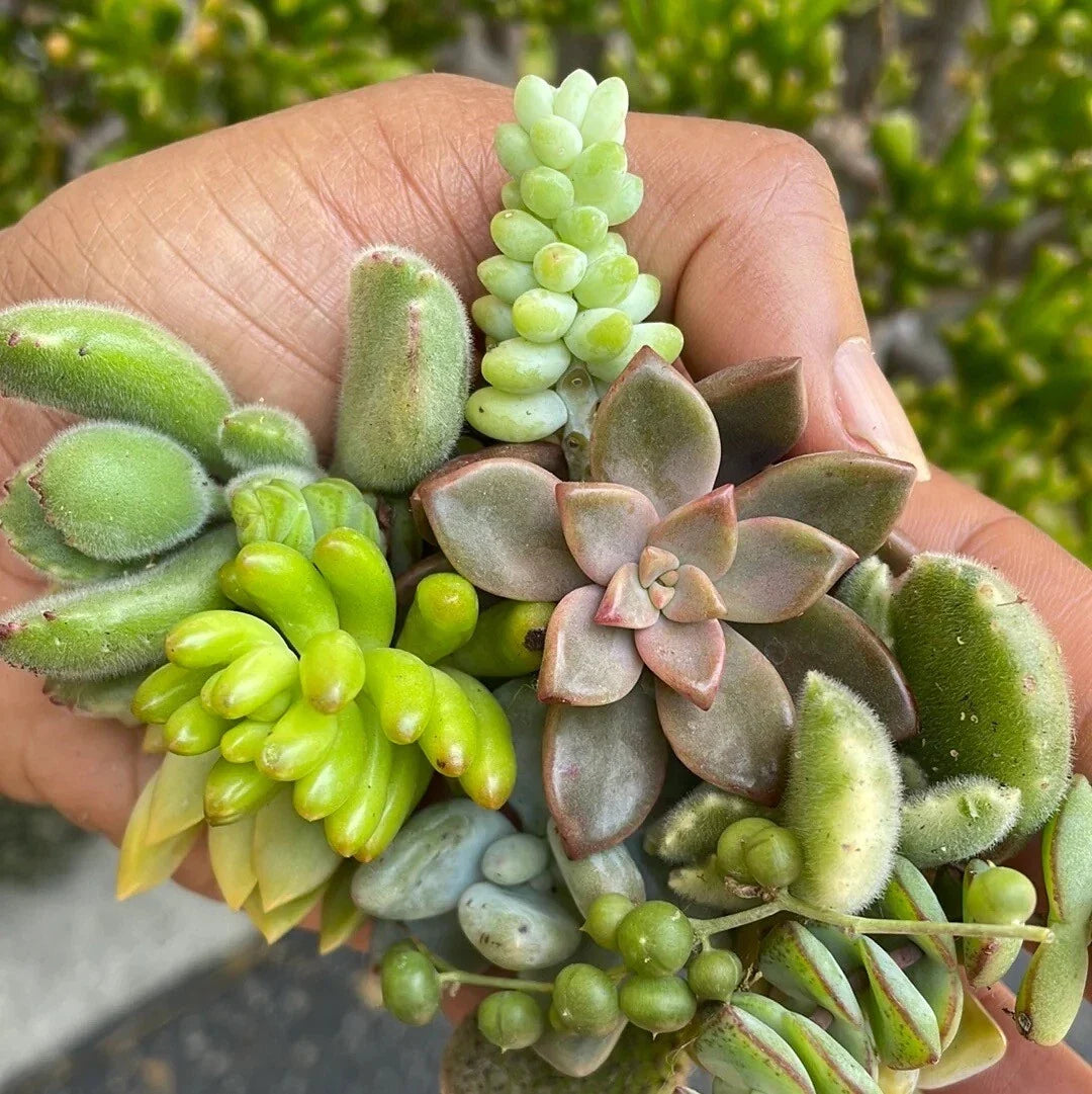 Live Succulent Cuttings Set of 5 Assorted Varieties for Garden, Indoor, and DIY Projects - Echeveria, Sedum, Crassula