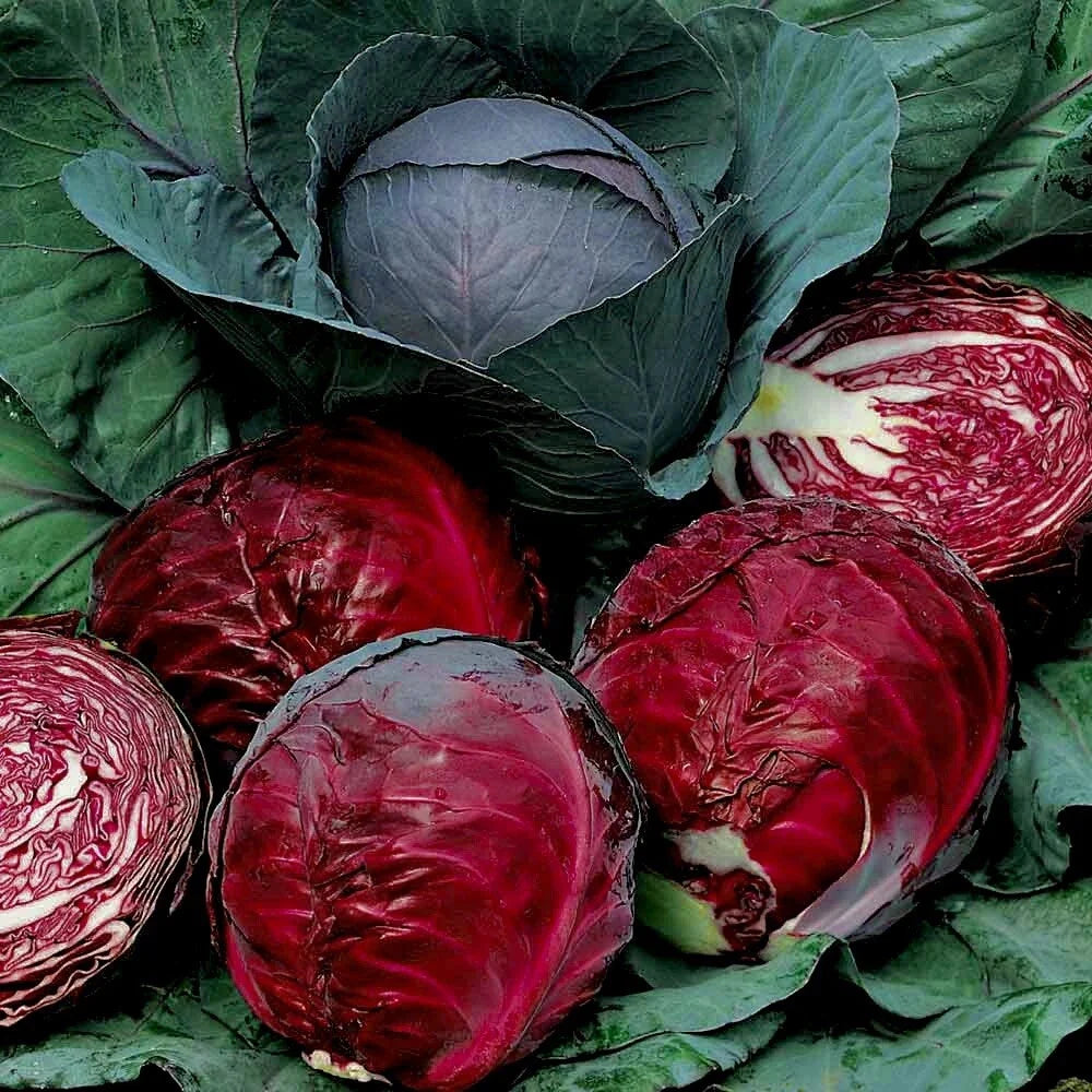 Red Acre Cabbage Seeds – Heirloom Non-GMO Brassica oleracea for Fresh Garden, 100 Seeds