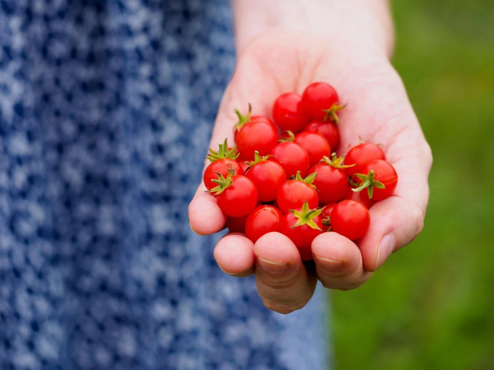 Micro Currant Tomato Seeds - Non-GMO Small Tomato Seeds for Home Gardening - Solanum pimpinellifolium