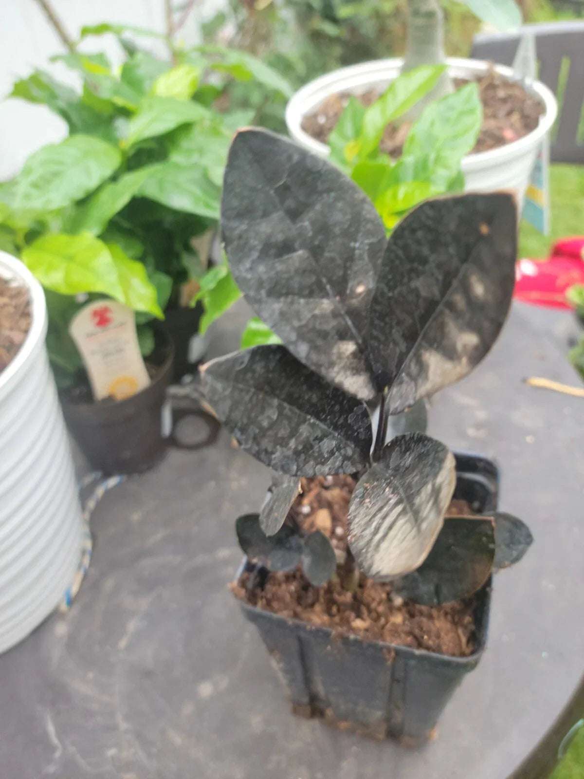 Black Raven ZZ Plant Live 4" Pot - Rare Zamioculcas Zamiifolia Houseplant