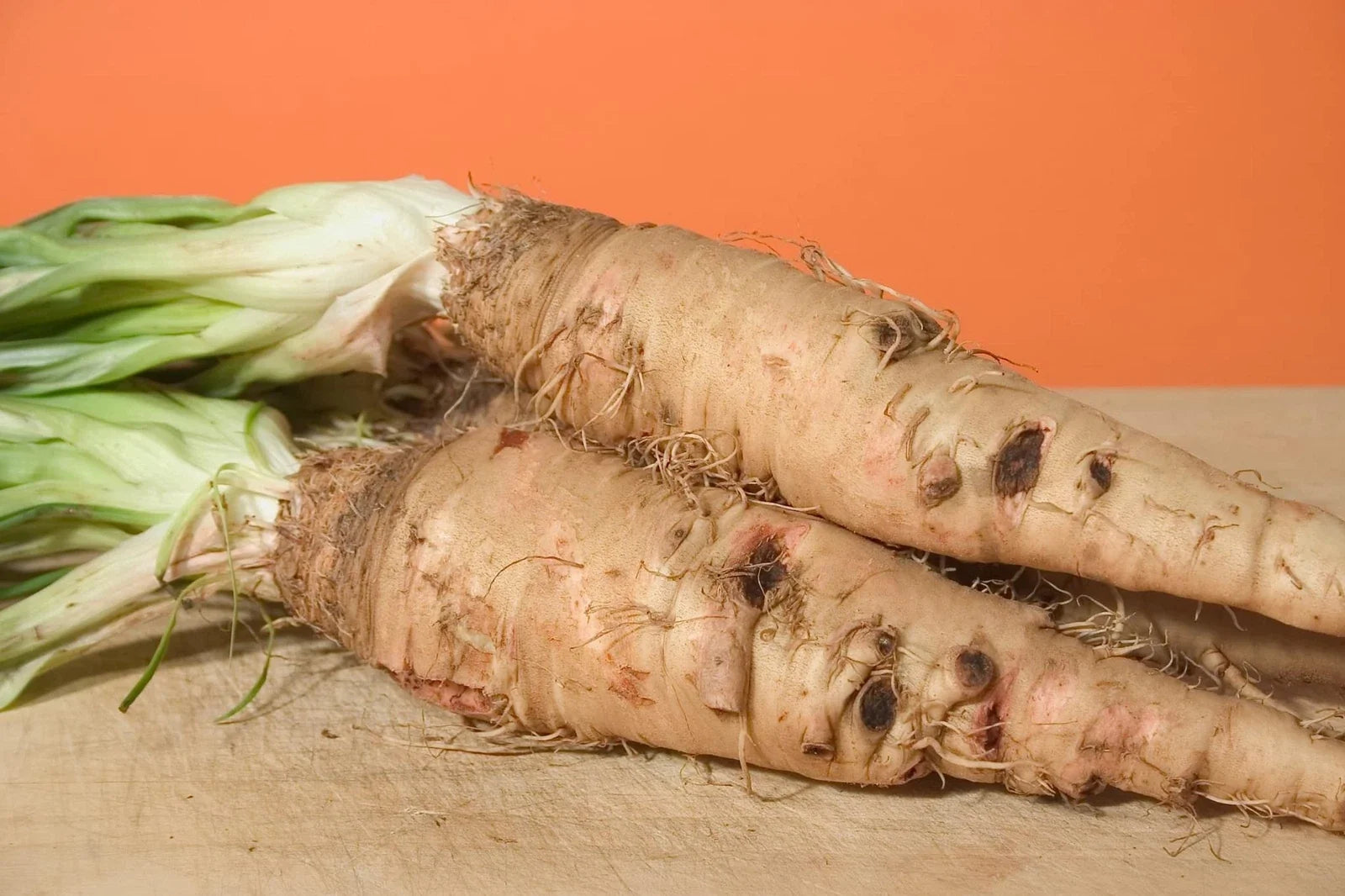 Salsify Seeds - Sandwich Island Variety, Non-GMO Root Vegetable, Tragopogon porrifolius, 100 Seeds