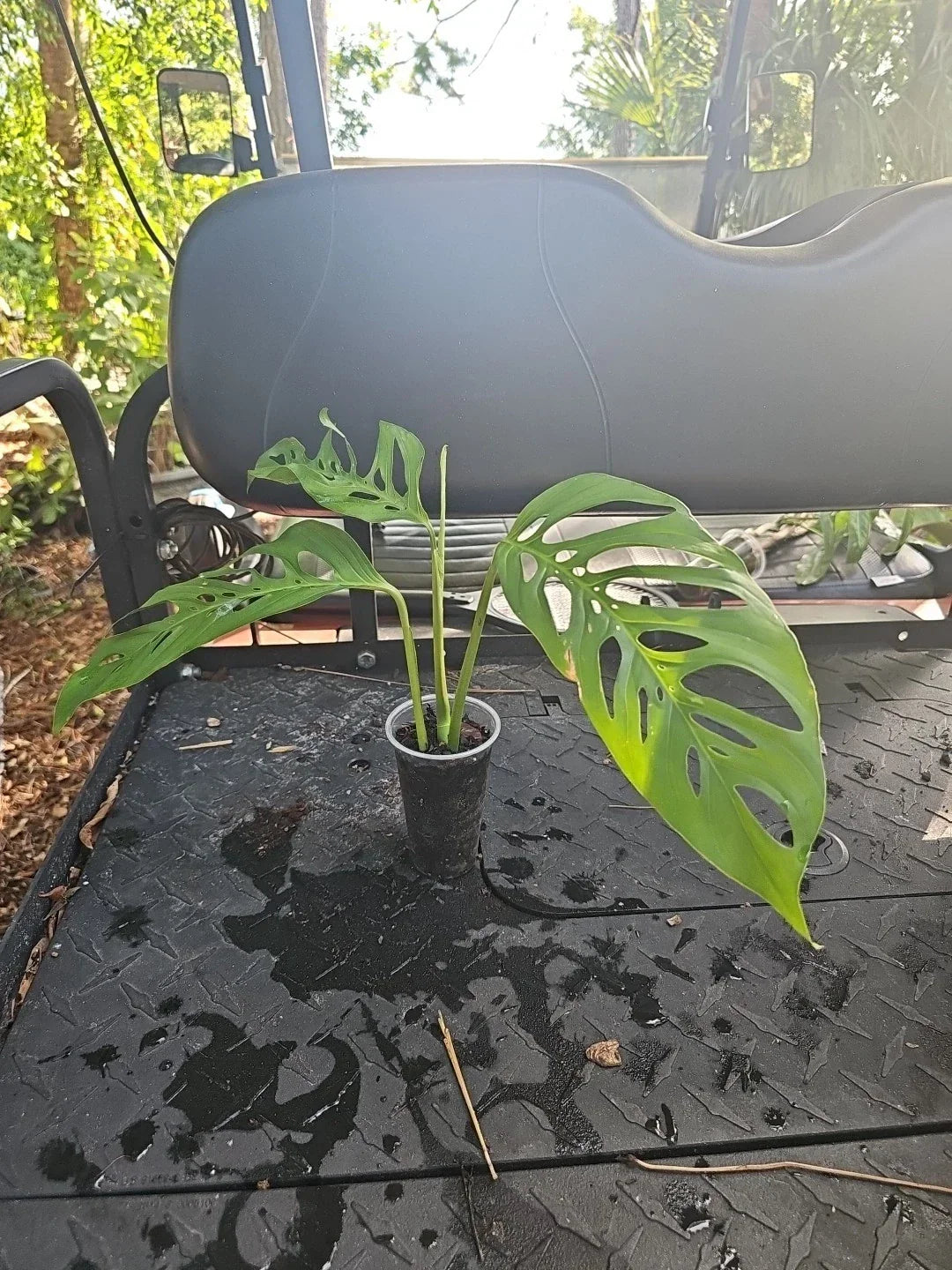 Monstera Adansonii Mature Top Cutting in 3" Pot - Narrow Leaf Tropical Houseplant