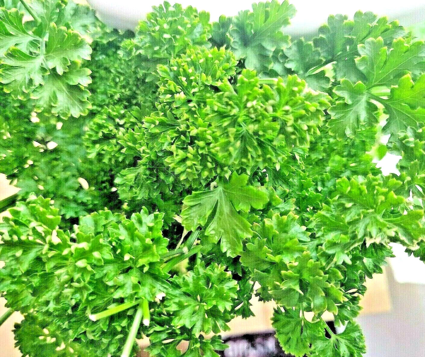 Parsley Seeds - 2000+ Non-GMO Heirloom Curled Greens - Petroselinum crispum Herb Garden Vegetable Seed Pack