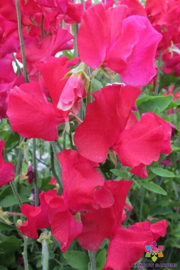 Solway Fanfare Sweet Pea Seeds - Semi-Dwarf, Fragrant, Climbing, Lathyrus odoratus, Garden, 50+ Seeds