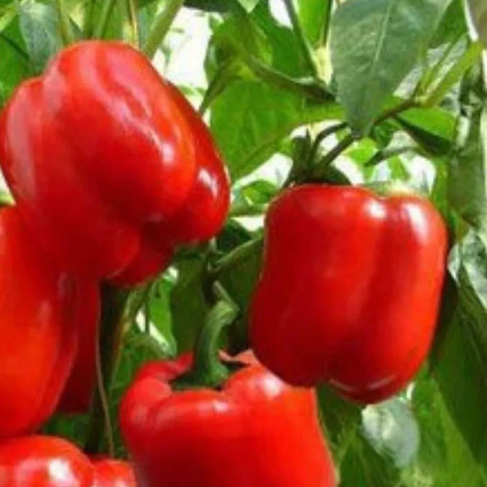 Big Red Sweet Pepper Seeds | Heirloom NON-GMO Capsicum annuum | Fresh Garden Seeds