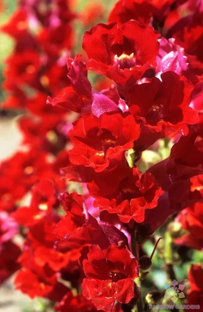 La Bella Red Snapdragon Seeds – 1000+ Bulk Pack, Antirrhinum majus, Vibrant Red Flowers for Garden, Borders & Containers