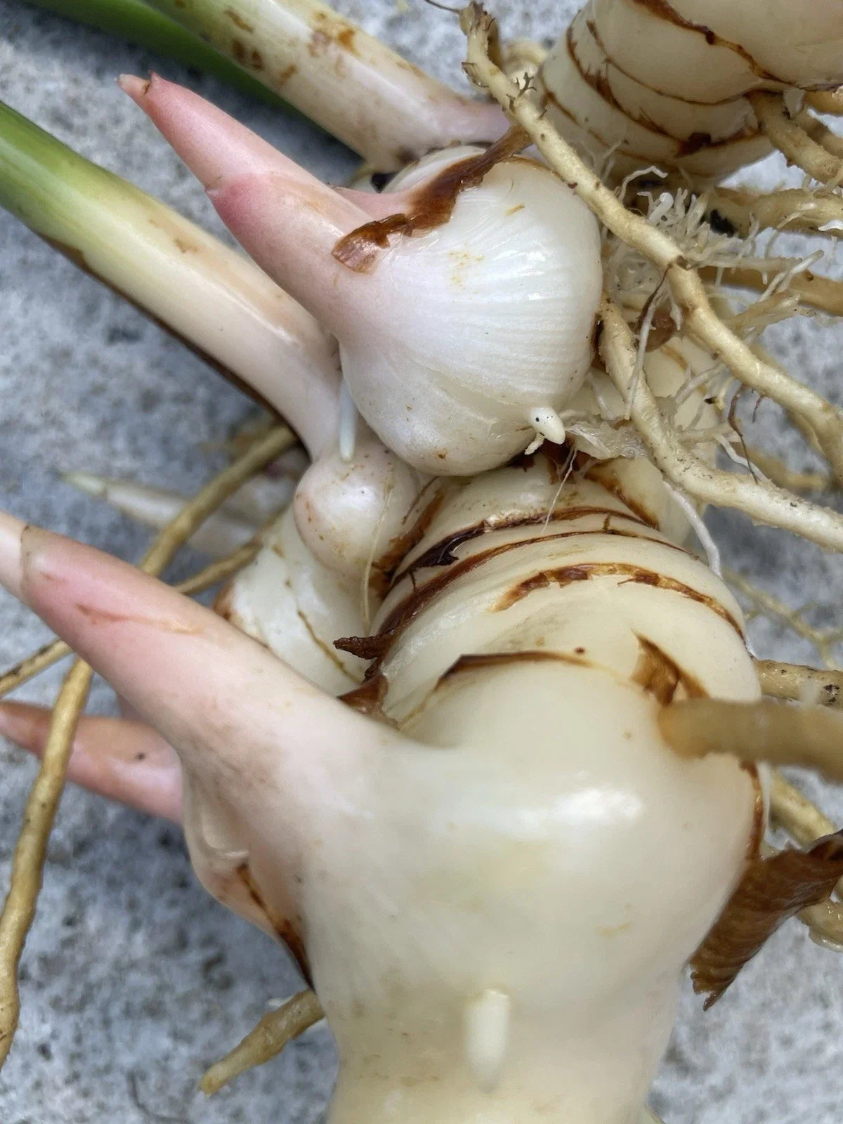 Fresh Thai Ginger Roots - Organic Galangal Rhizomes for Cooking & Herbal Use - Zingiber officinale, Hawaii Grown