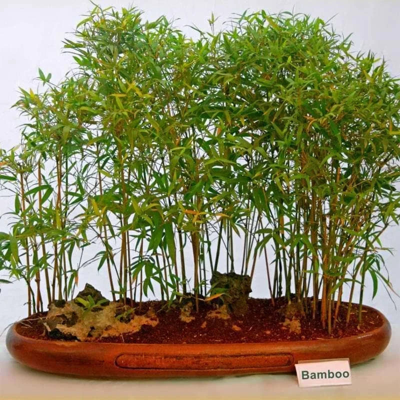 Live Small Bamboo Plant - Rooted Variety for Pots & Yard, Bambusa spp., No Mess Roots, Indoor & Outdoor Gardening