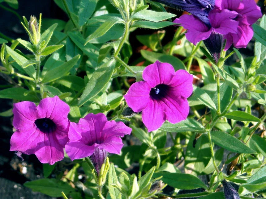 Wild Petunia Seeds - 35 Pack - Purple Fragrant Flowers (Ruellia humilis)
