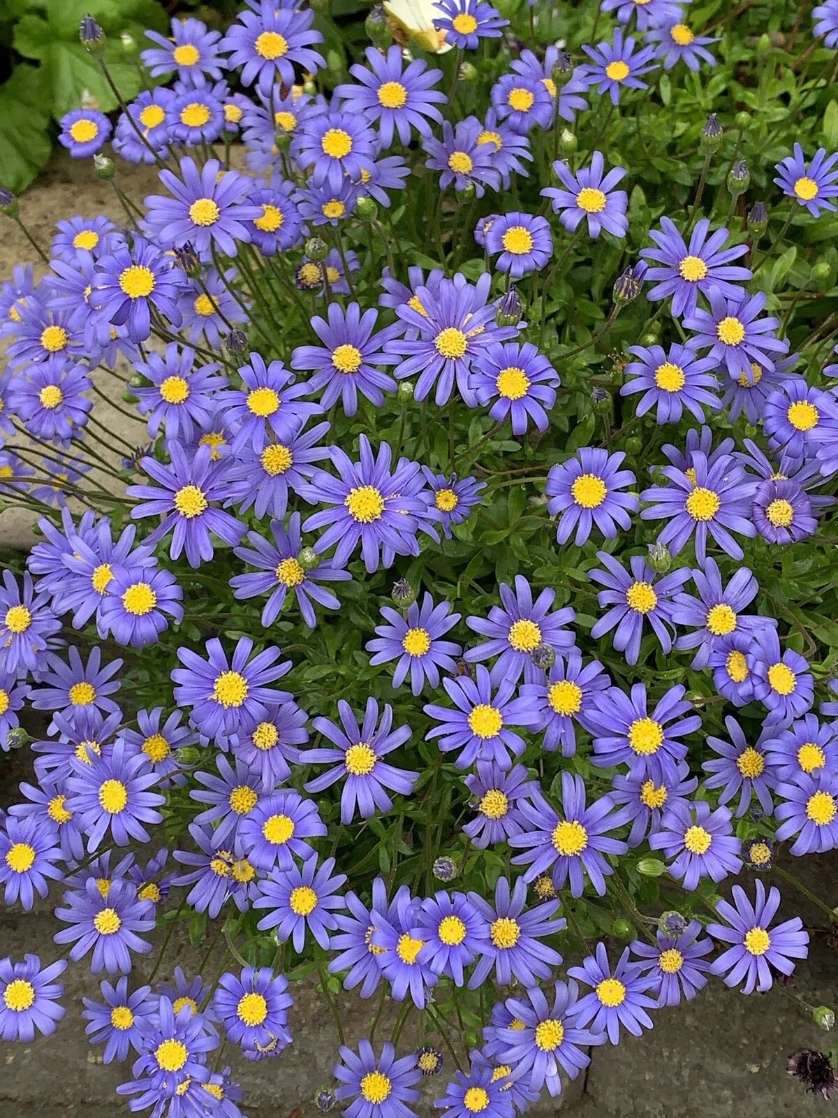 Blue Daisy Plants 3 Inch Pot, Perennials, Felicia amelloides, 5-6 Plants, Vibrant Blue Flowers, Hardy Garden Flowers