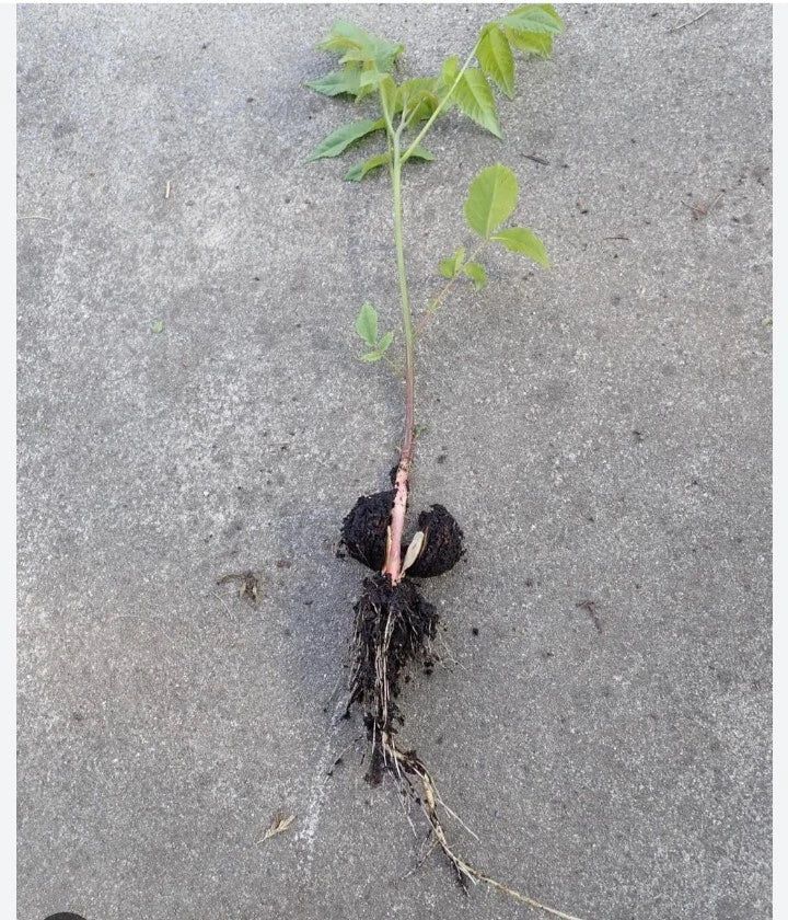 Natural Black Walnut Seedling Bare Root Juglans Nigra Under 10" Live Tree for Planting