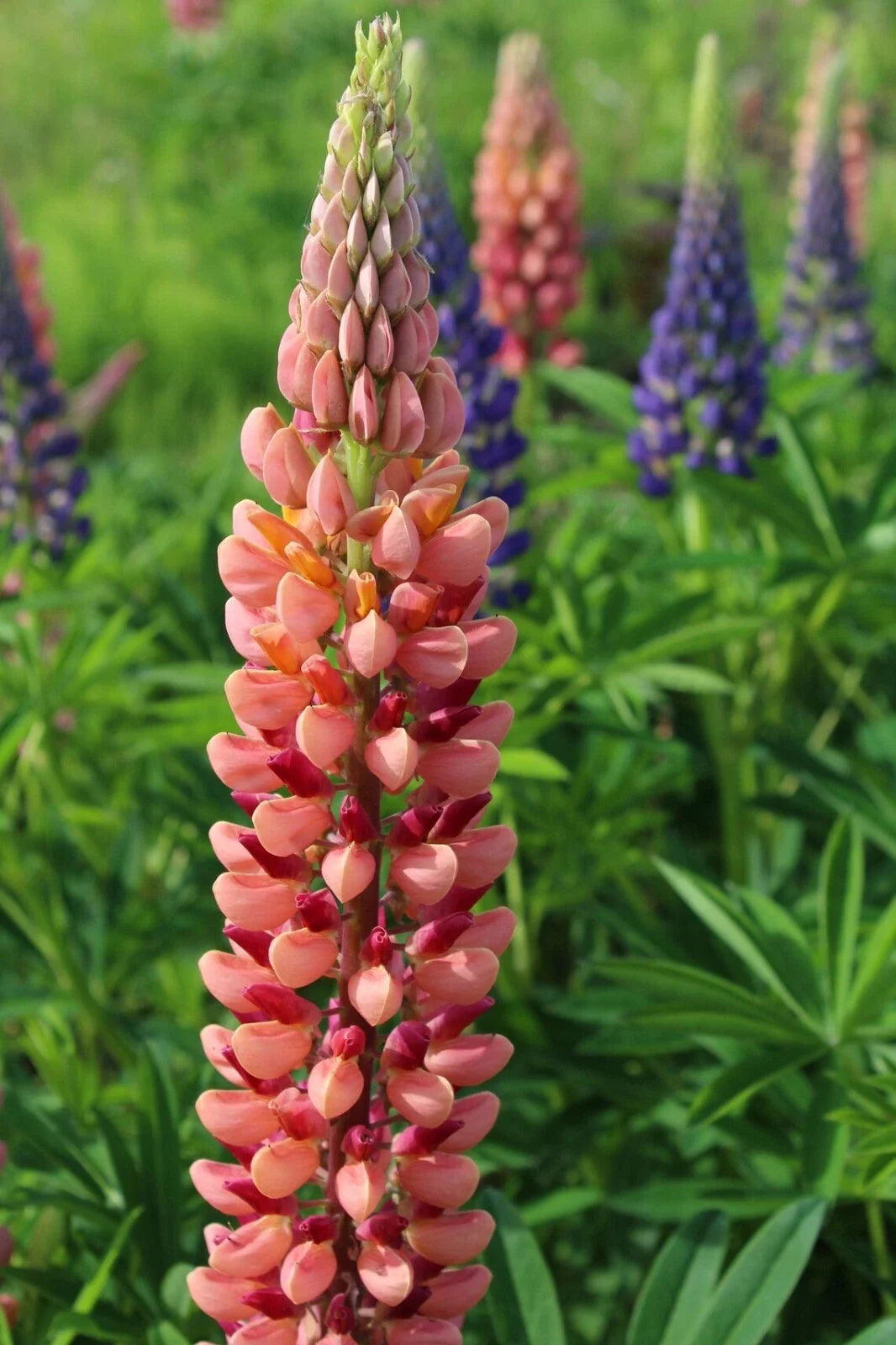 Pink Peach Lupine Seeds | Perennial Flower Seeds | Lupinus polyphyllus | Hardy Garden Flowers for Pollinators