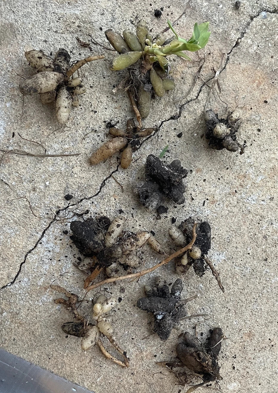 Peruvian Lily Tubers 10 Pack Pacific Sunset Hybrids Astromelia Psittacina Outdoor Flower Bulbs