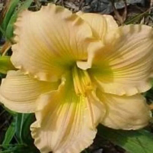 Top Gun Daylily Bare Root Plants – Hemerocallis 'Top Gun' – Vibrant Summer Blooms – Drought Tolerant Perennials – Free Shipping