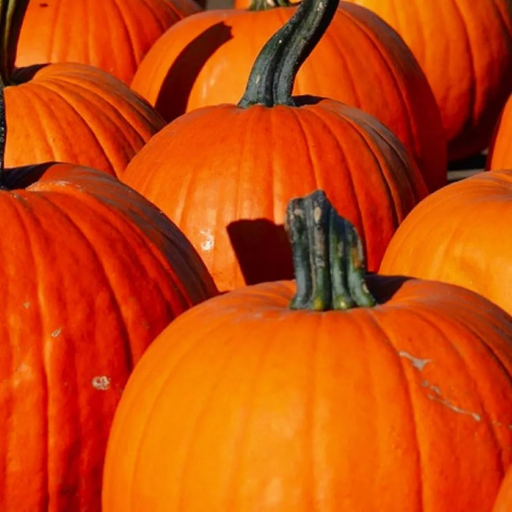 Connecticut Field Pumpkin Seeds - Non-GMO Heirloom Cucurbita pepo for Fall Gardening and Pumpkin Growing