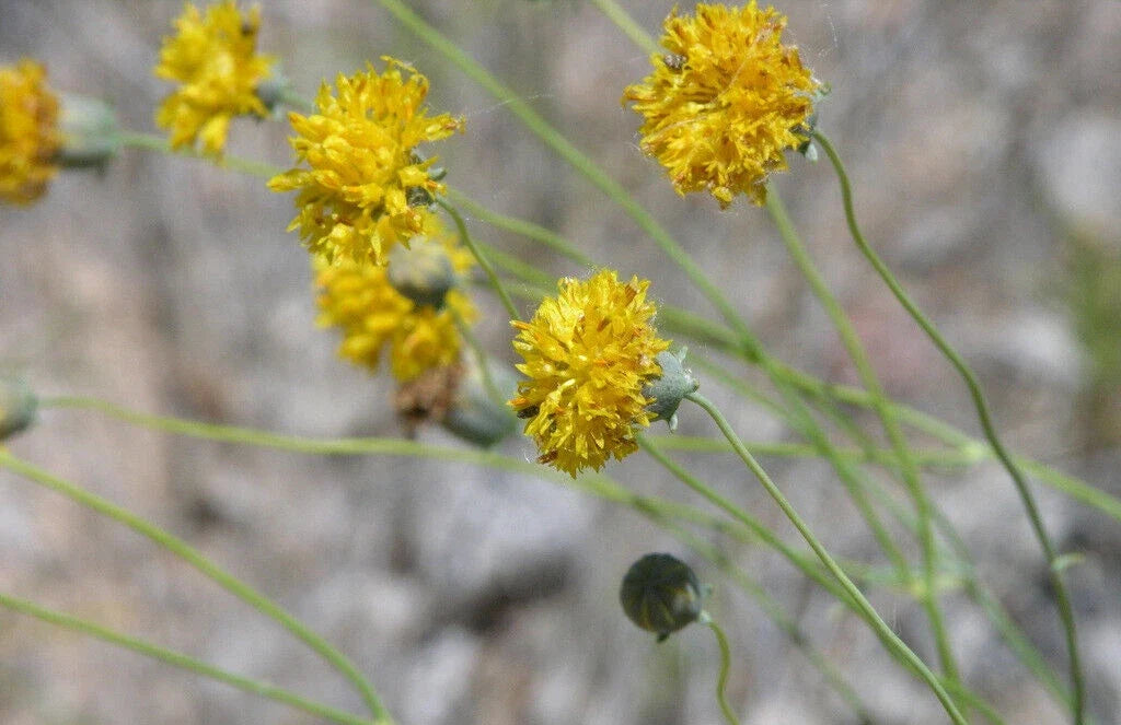 Greenthread Wildflower Seeds - 58 Packets, Yellow Flowers, Navajo Tea, Thelesperma megapotamicum