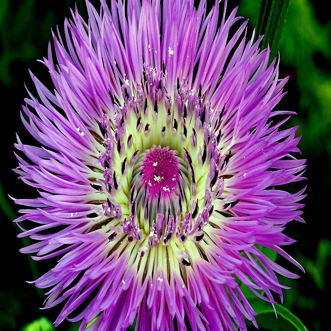 American Rose Basket Flower Seeds, 25 Pack, Centaurea americana, Cold Hardy Perennial for Borders & Wildflower Gardens