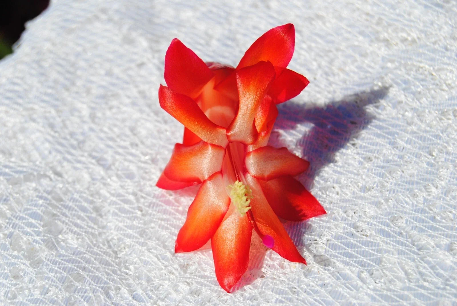 Christmas Cactus Starter Plant - Roman Candle Schlumbergera Truncata Well Rooted Small Plant