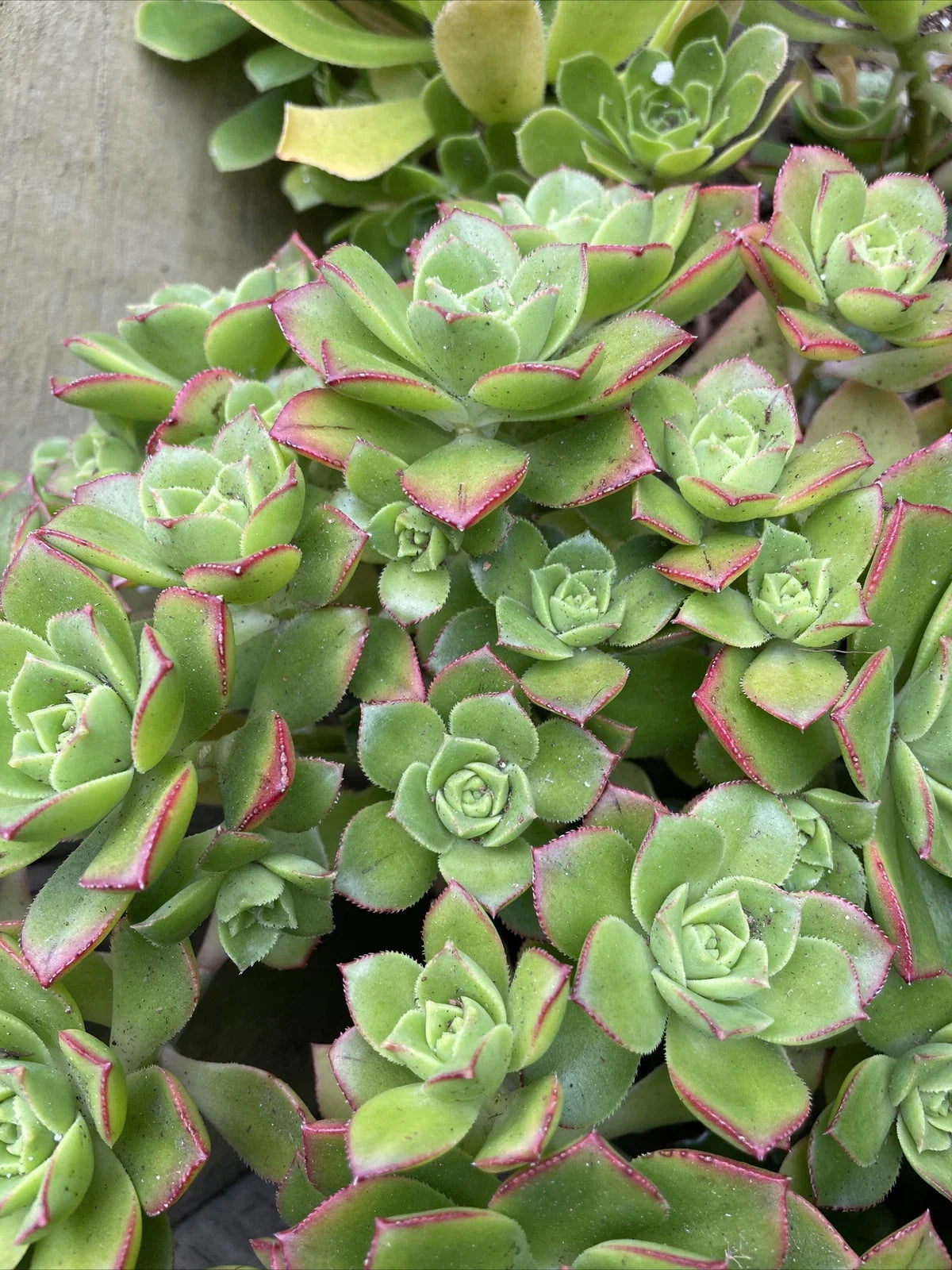 Live 3'' Aeonium Pinwheel Succulent Cuttings - 5 Haworthia Aboreum Indoor Plants