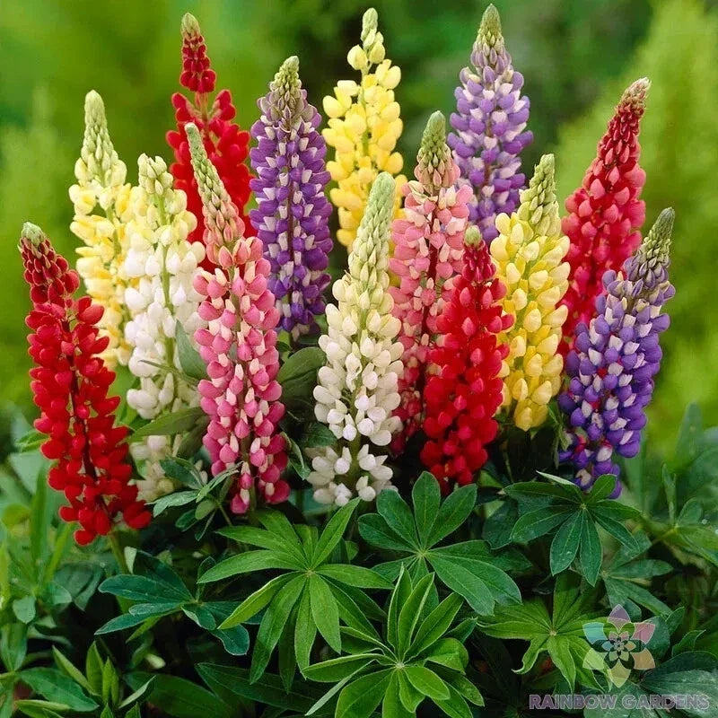 Gallery Mix Lupine Seeds - Colorful Perennial Flowers - Lupinus polyphyllus - 25+ Pack, Easy to Grow, Attracts Pollinators