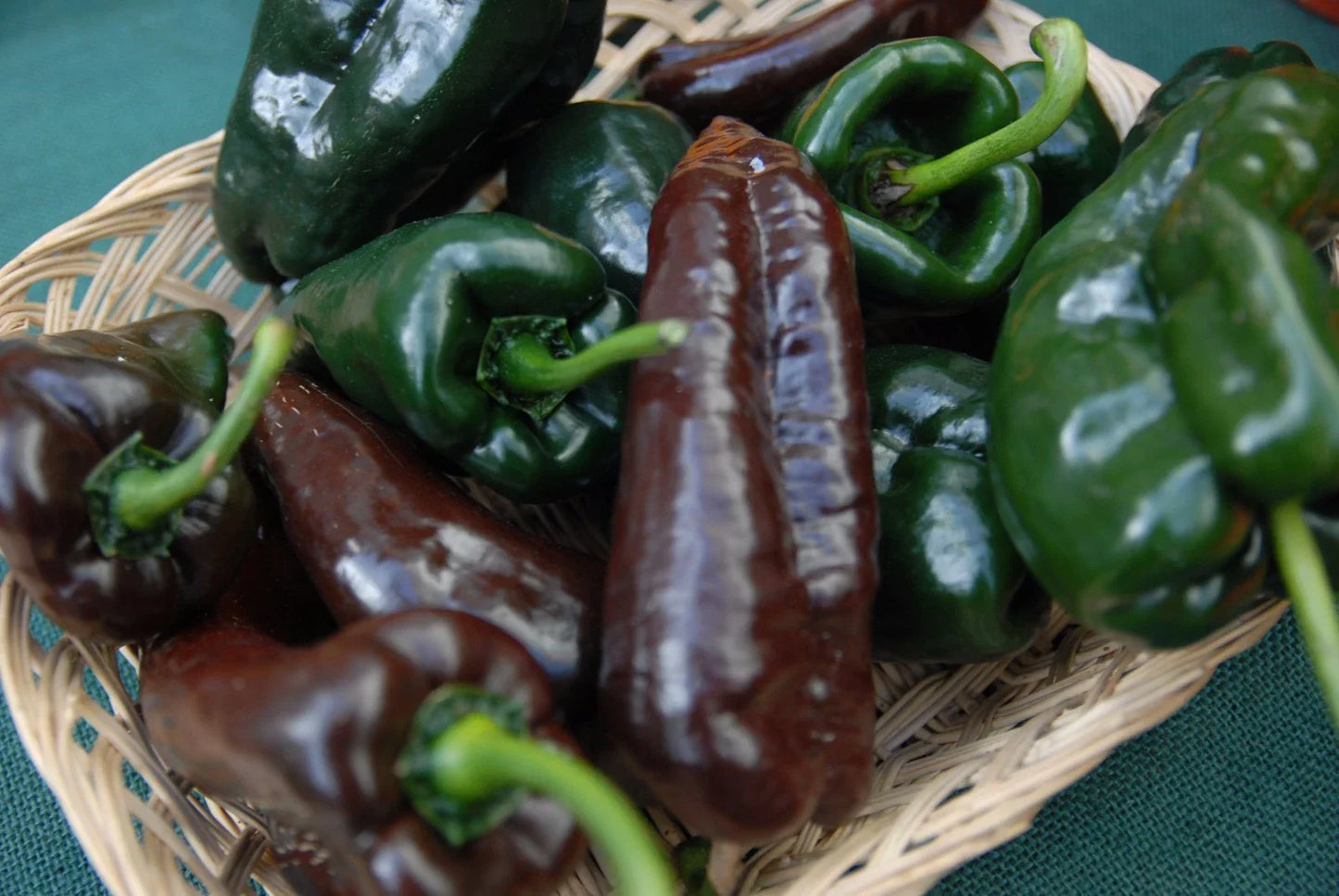 Ancho Poblano Chile Pepper Seeds NON-GMO Heirloom Capsicum annuum Variety Packets