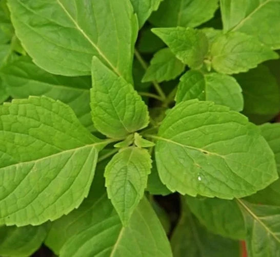 Clove Scented Basil Seeds - Over 600 Annual Herb Seeds for Culinary Spices - Ocimum basilicum
