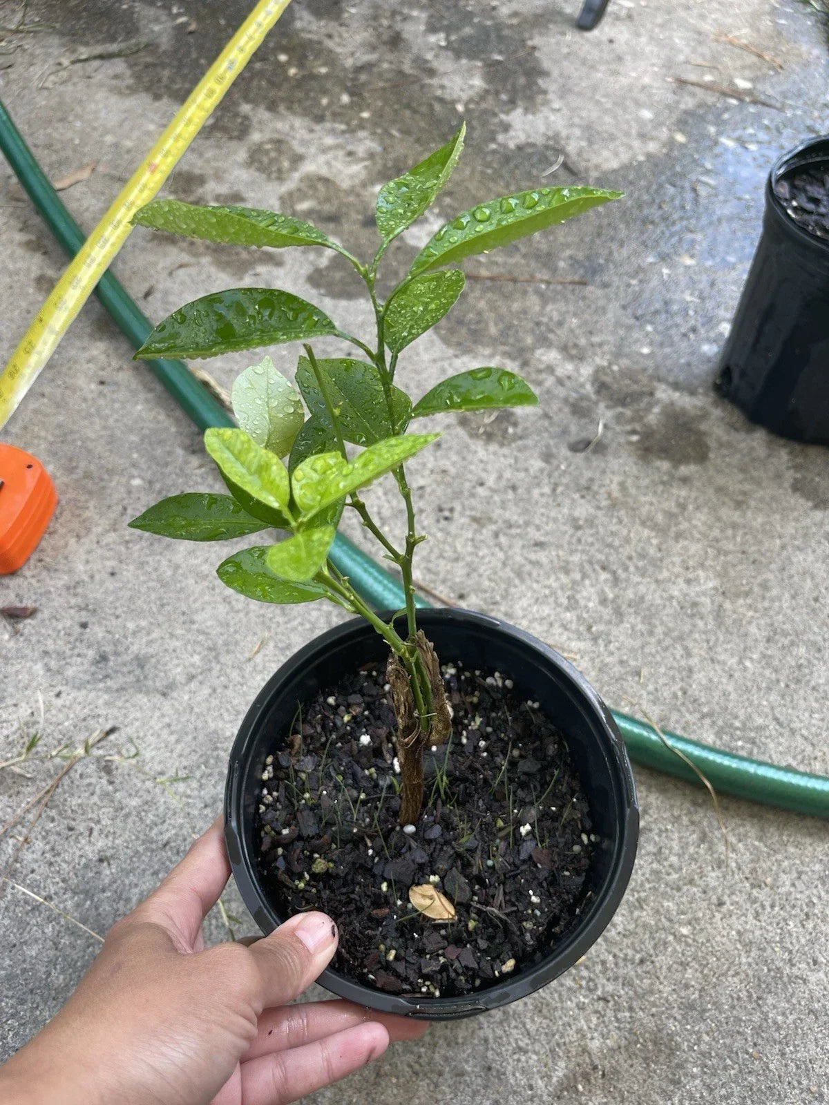 Calamansi Live Plant in Pot #3 - Asian Calamansi Citrus Microcarpa for Container Gardening