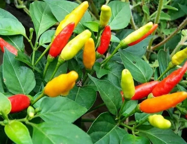 Live Tabasco Pepper Plant 100% Organic | Capsicum frutescens | Well-Rooted Healthy Plant