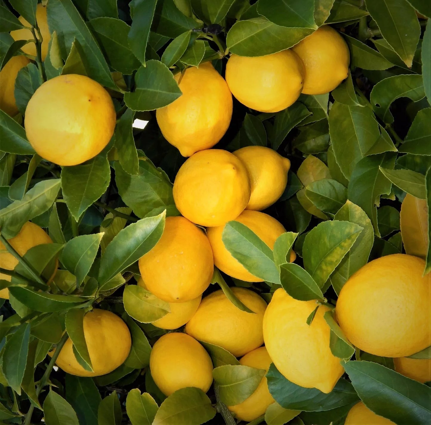 Lemon Tree Seedlings 3"-6" Bare Root Citrus limon Edible Fruit Fast Growing Live Plant