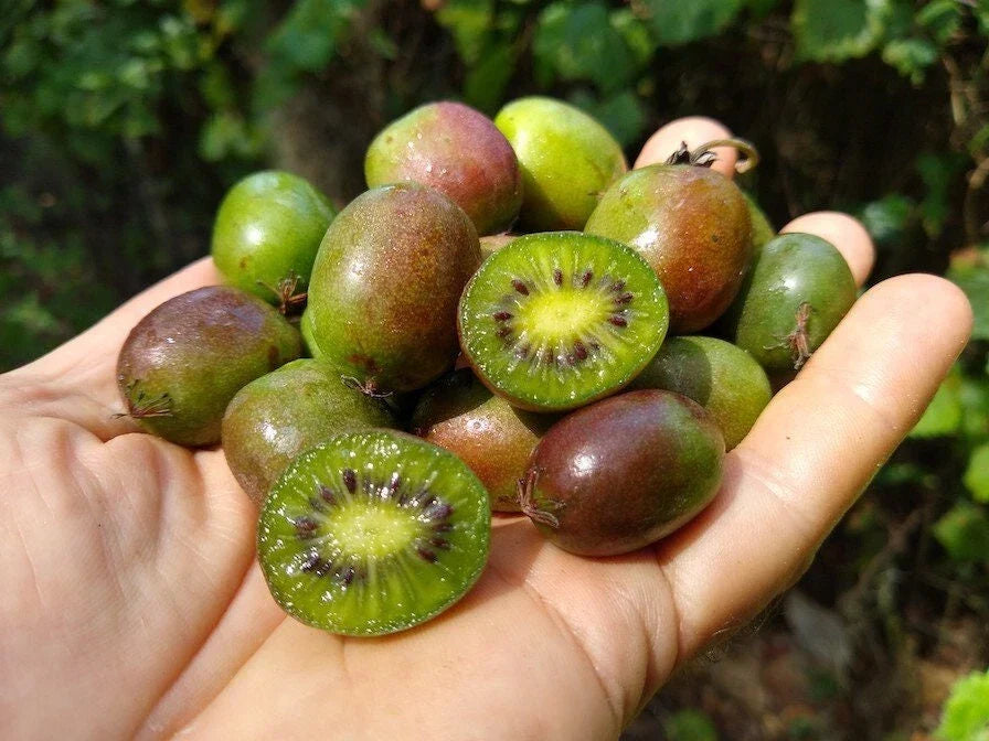 Kiwi Plant Set of 2 - Prolific Live Rooted Starter Plants for Zones 4-8