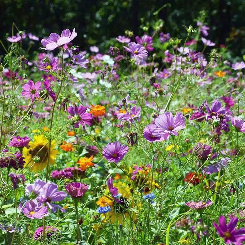 Wildflower Seed Mix for Butterflies & Hummingbirds - Non-GMO, 1000+ Heirloom Seeds, Native Flowers, Garden & Meadow Planting