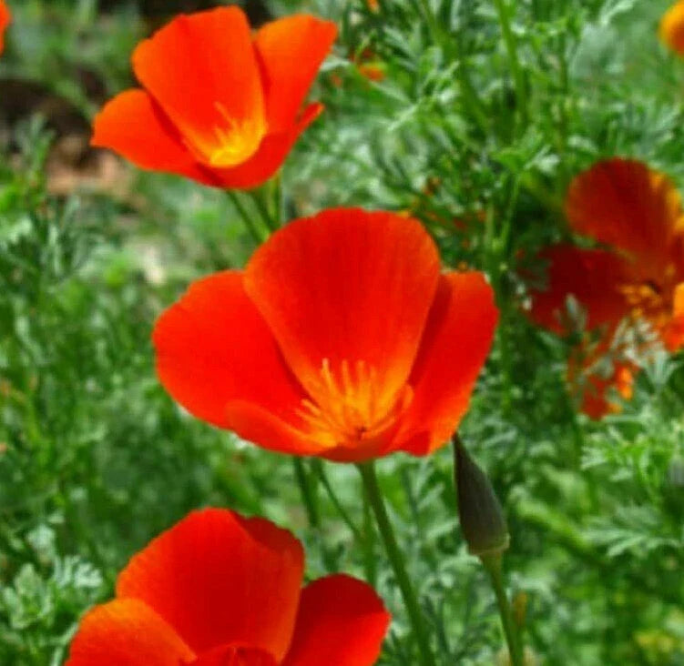California Poppy Seeds Pack | Red Orange Drought-Tolerant Flower Seeds | Eschscholzia californica