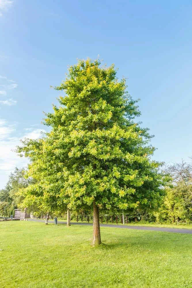 Pin Oak Tree Seeds - 5 Pack Quercus palustris for Planting, Deciduous, Healthy, Large Seeds