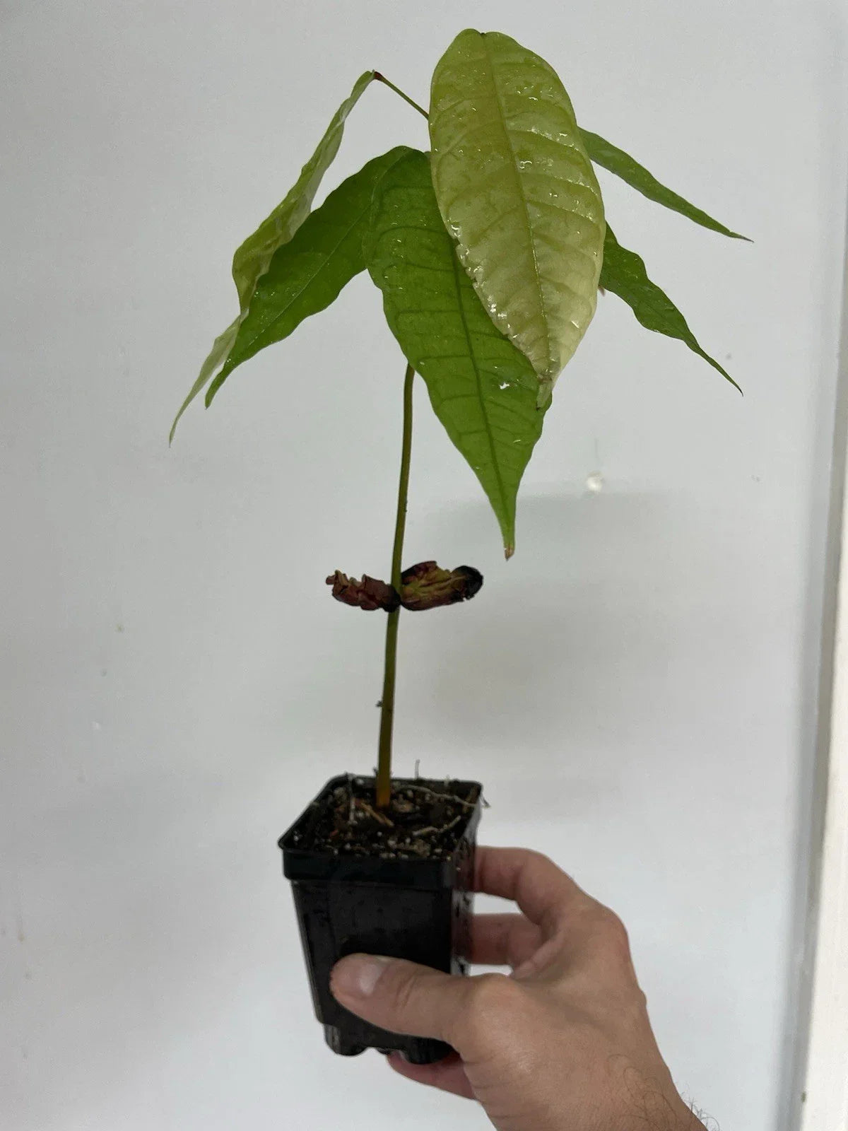 Trinitario Cacao Plant Seedling - Theobroma cacao, Large Rounded Fruit, 3" Pot Indoor Tropical Plant