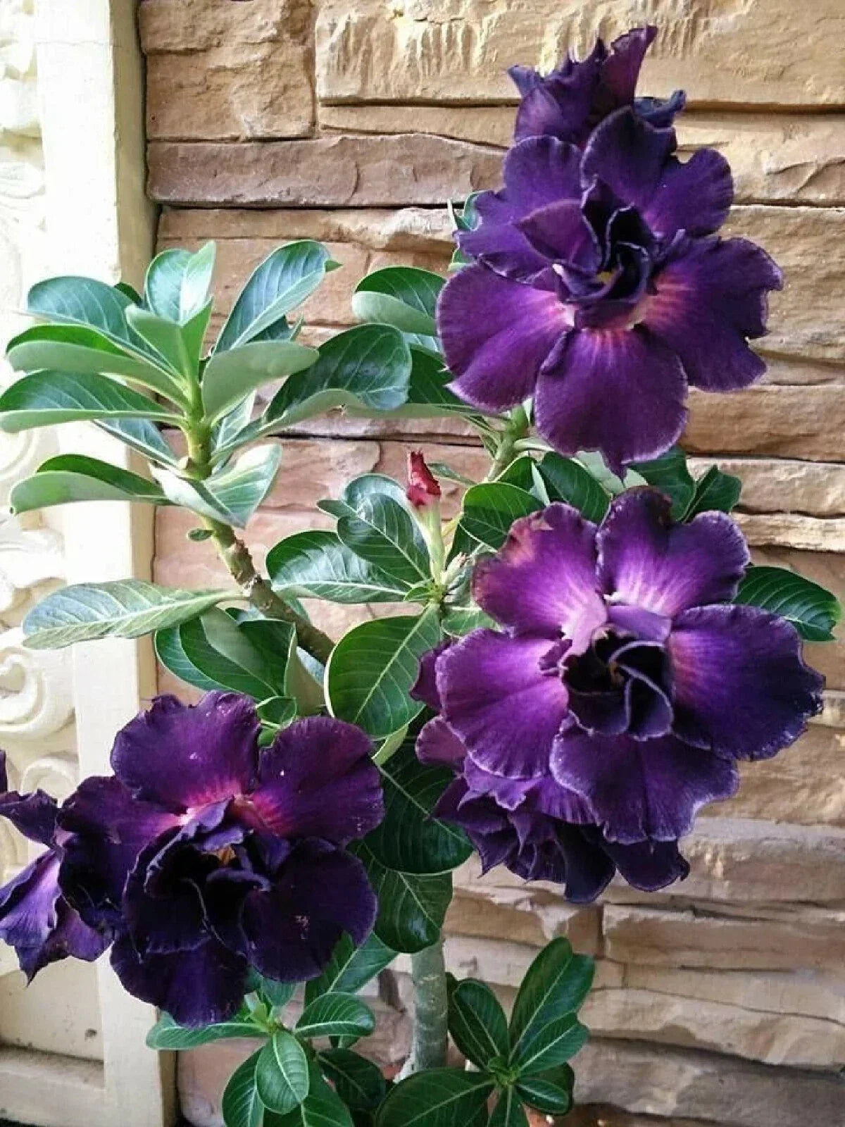 Desert Rose Plant - Small Rooted Seedling - Adenium Obesum - Drought Tolerant Succulent for Indoor & Outdoor Gardens