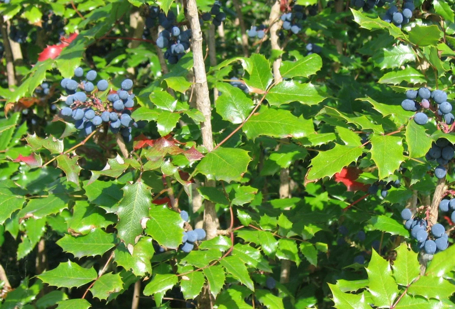 Tall Oregon Grape Seeds – Mahonia aquifolium Native Evergreen Shrub with Edible Berries, 20 Seeds