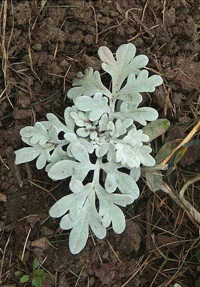 Artemesia Silver Brocade Rooted Starter Plant - Perennial Herb with Silvery Foliage for Garden, Drought Tolerant, Easy Care