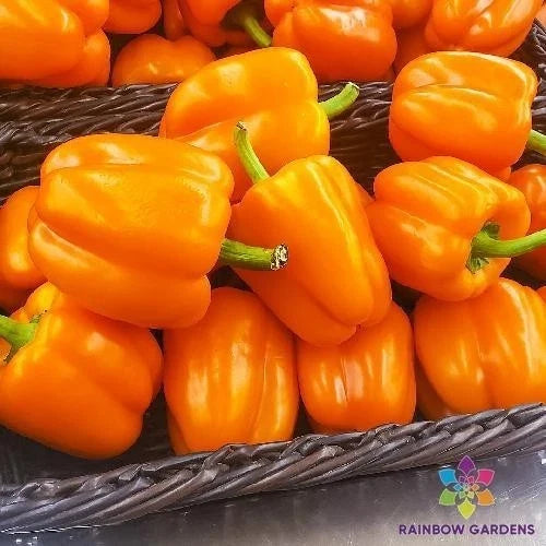 Orange King Sweet Pepper Seeds - Pack of 25+ Capsicum annuum Vegetable Seeds for Home Garden and Container Planting