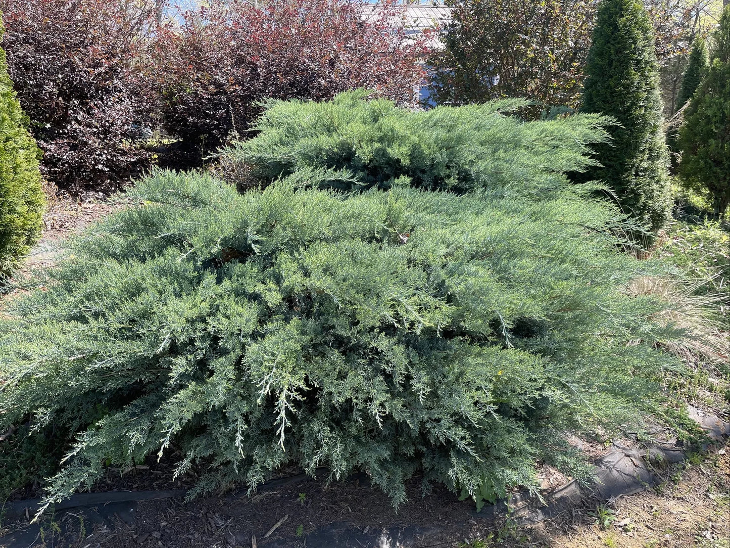 Fresh Grey Owl Spreading Juniper Cuttings | 5-7 Inches | Evergreen Ground Cover | Juniperus horizontalis