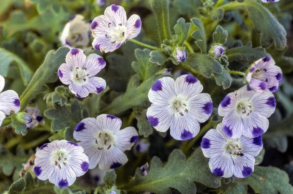 Five Spot Flower Seeds 500 Count - Nemophila Maculata - White with Purple Spots, Garden, Border, Container Planting