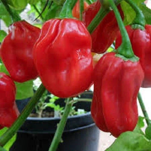 Premium Habanero Hot Red Pepper Seeds - Capsicum chinense - 400,000 Scoville Units