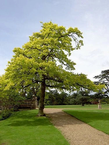 Concordia Oak Tree Live Bare Root 16+ Inches Quercus X introgressa Hybrid Fast-Growing Landscape Plant