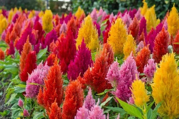 Celosia Pampas Plume Flower Seeds - 190 Mixed Colors, Celosia argentea, Annual Garden Seeds for Borders, Containers & Pollinator Attracting