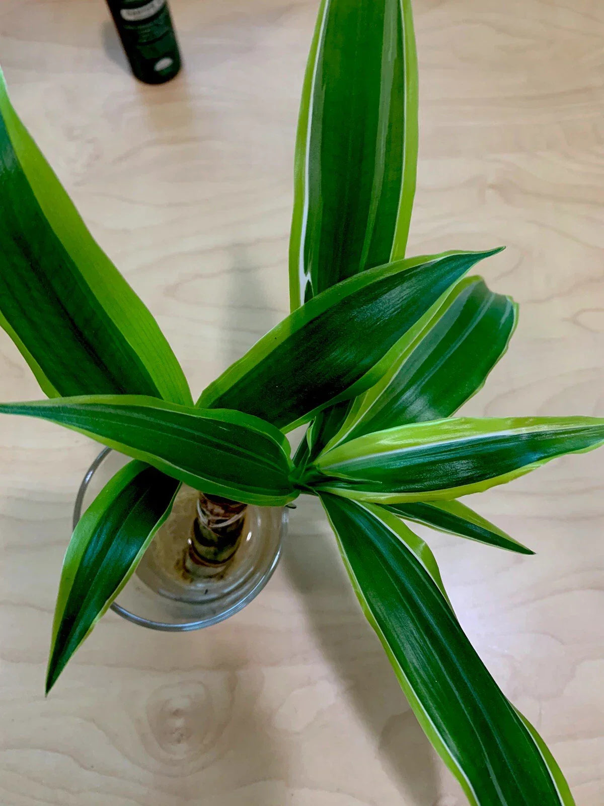 Dracaena Fragrans Corn Plant Houseplant - 8 Inch Tall Indoor Plant with Thick Stem