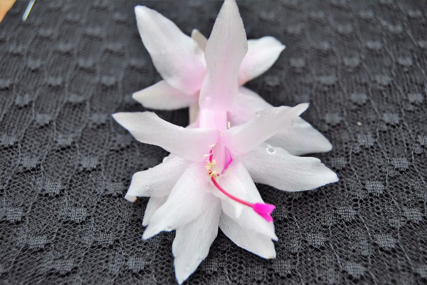 Christmas Cactus Starter Plant - Island Pearl Schlumbergera Truncata - Well-Rooted Holiday Blooming Plant