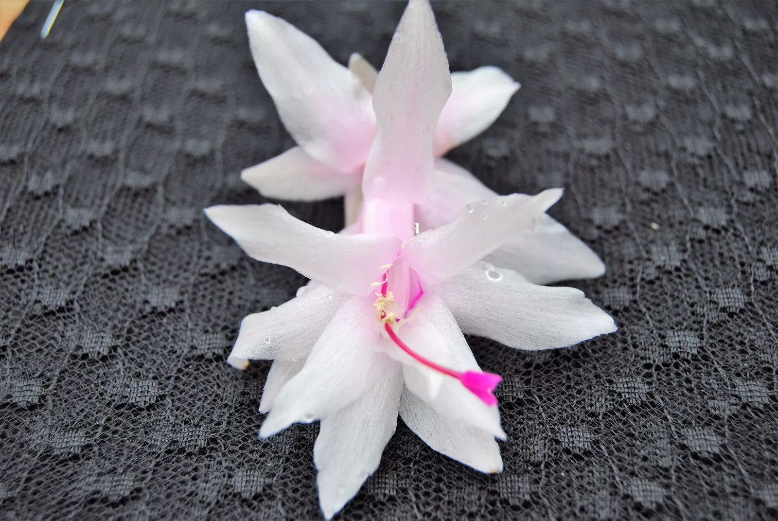 Christmas Cactus Starter Plant - Island Pearl Schlumbergera Truncata - Well-Rooted Holiday Blooming Plant