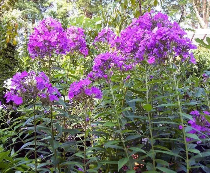 Tall Phlox Live Perennial Flowering Plants – Mixed Colors, Organic, Pesticide-Free, Bulk Pack (10+)